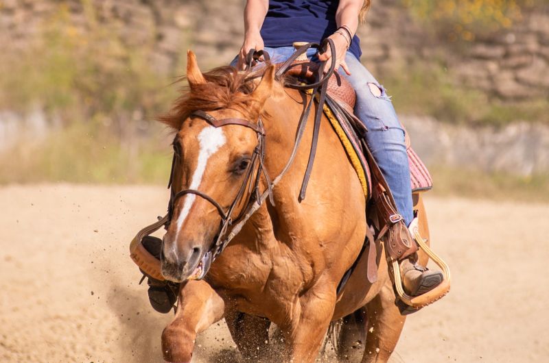 Le discipline dell'equitazione: monta western e monta inglese